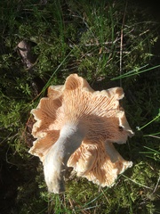 Cantharellus pallens