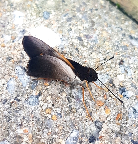 Saliana mamurra