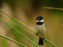 Sporophila morelleti