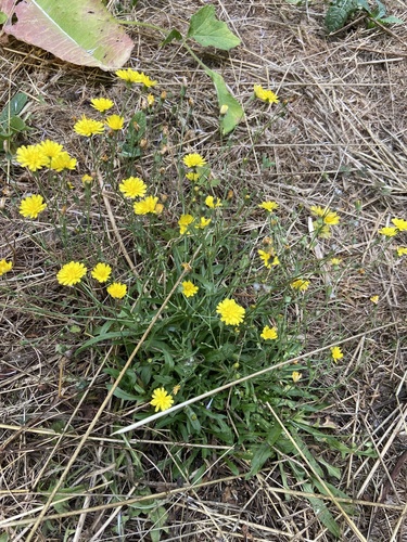 Crepis capillaris