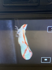 Apache degeeri