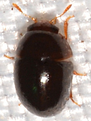 Acylomus