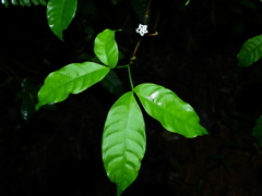 Tabernaemontana heterophylla