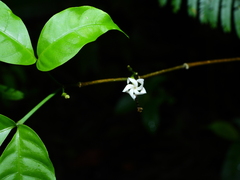 Tabernaemontana heterophylla