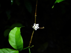 Tabernaemontana heterophylla