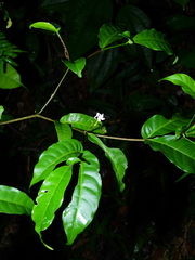 Tabernaemontana heterophylla