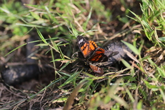 Lepidoptera
