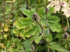 Crepis pyrenaica