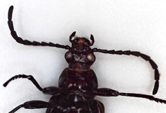 Praeugenini