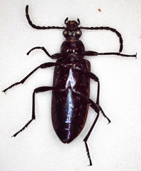 Praeugenini