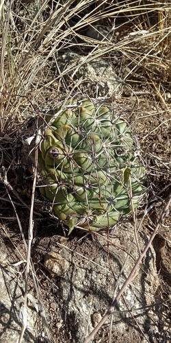 Gymnocalycium mostii