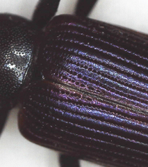Praeugenini