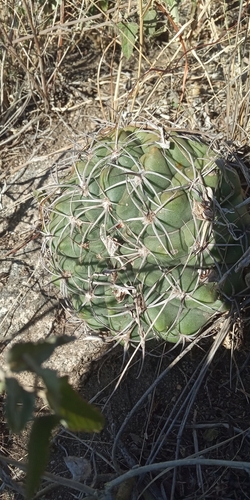 Gymnocalycium mostii
