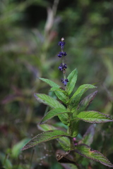 Lamiaceae