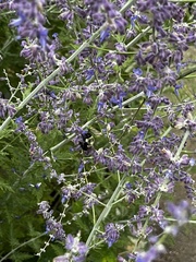 Bombus impatiens