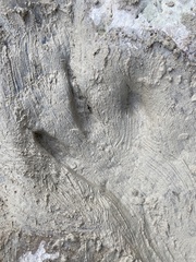 Acrocanthosaurus atokensis