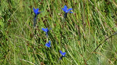 Gentiana rostanii