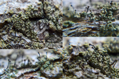 Chaenotheca trichialis