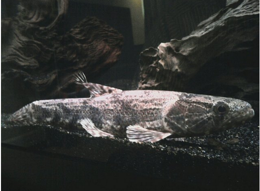 Southern Wolffish