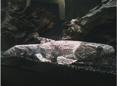 Southern Wolffish photo 1