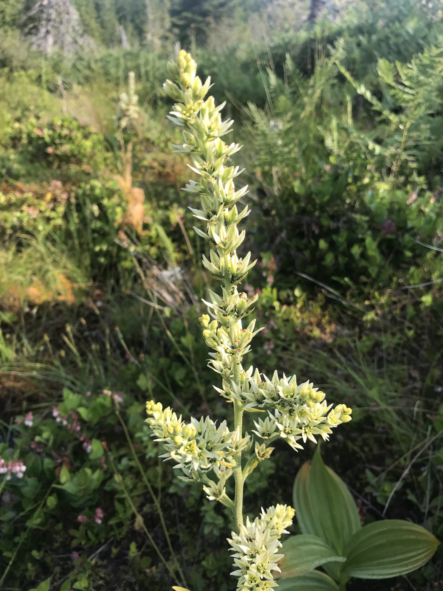 Veratrum californicum var. caudatum