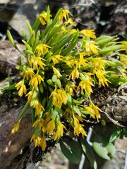 Acianthera sonderiana