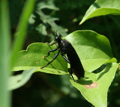 Prolepsis tristis