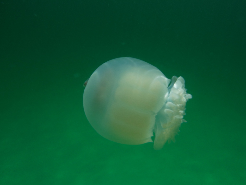 Cannonball Jelly