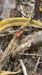 Oncopeltus fasciatus