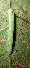 Lepidoptera