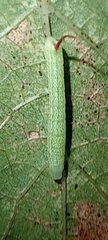 Lepidoptera