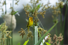 Ploceus castaneiceps
