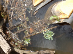 Trapa natans bispinosa