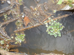 Trapa natans bispinosa
