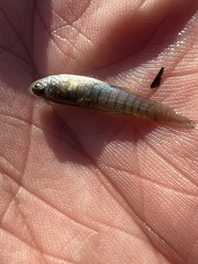 Fundulus heteroclitus