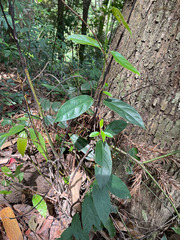 Urceola micrantha