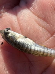 Fundulus heteroclitus