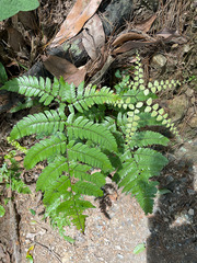 Dryopteris sordidipes