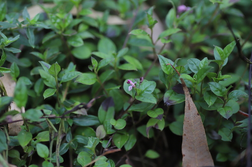 Polygala engleri image