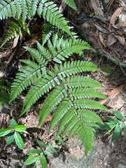 Dryopteris sordidipes