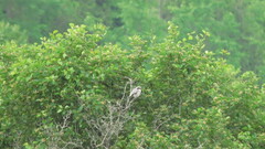 Lanius ludovicianus migrans