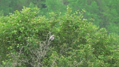 Lanius ludovicianus migrans