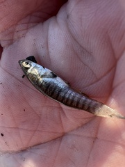 Fundulus heteroclitus