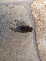 Cicada barbara