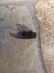 Cicada barbara