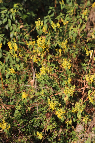 Coleus melleri image