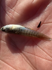 Fundulus heteroclitus