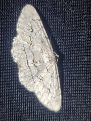 Stenoporpia pulmonaria