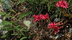 Pieris bryoniae