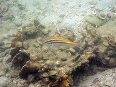 Parupeneus biaculeatus